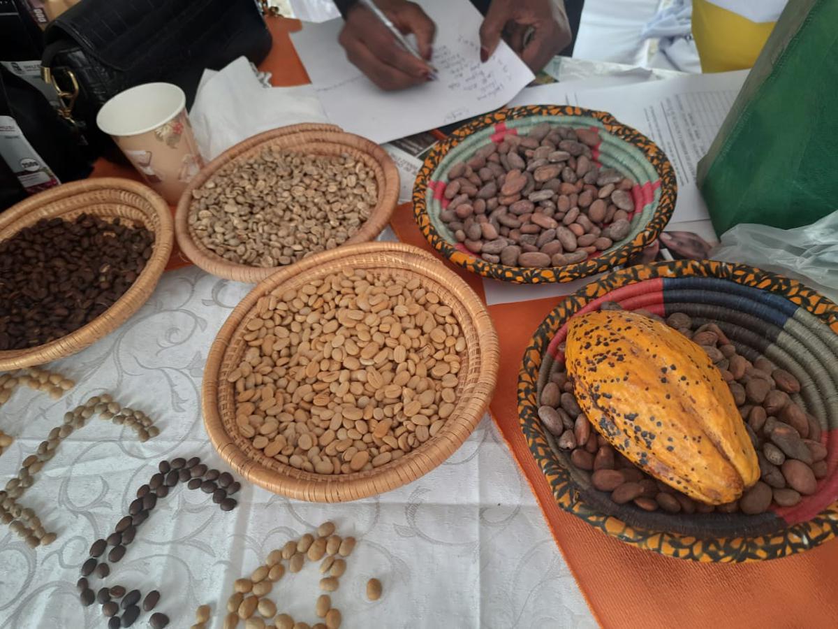 Le Gouvernement prend des mesures pour stabiliser les prix du cacao*