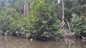 Le Parc marin des mangroves à Muanda, un trésor naturel que la RDC doit protéger*