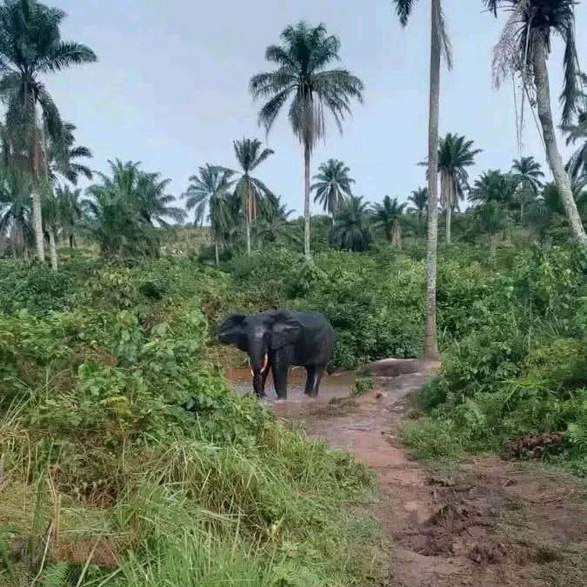 Décès d’un jeune homme, piétiné par un éléphant à Kazumba