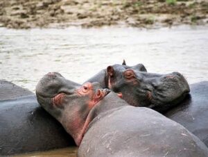 Equateur : une mère et ses deux enfants tués par un hippopotame à Bikoro*